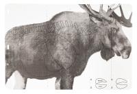 Купить Мишень "Лось"